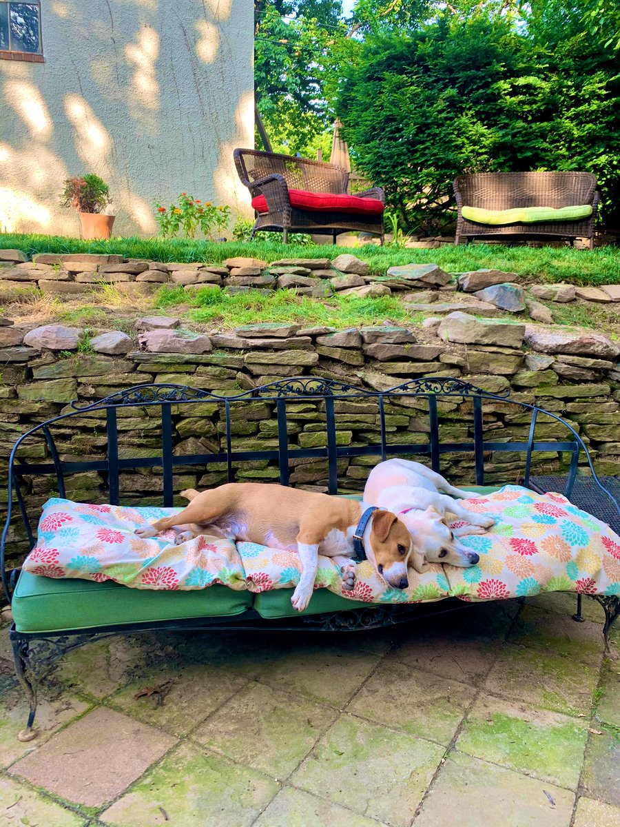OanaBrooks's tweet photo. These #RescueDogs continue to have a rough #life 🙄 ....
#summernights #summerinthecity #baltimore #baltimorecity #baltimoredogs https://t.co/ceNAw9iwLn