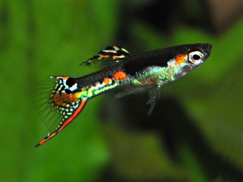 aquafooduk's tweet photo. Please Like and Share Pair of Snakeskin Orchid Dwarf Guppy
Price starts from 15 GBP
Tag a friend who would love this!
Buy one here---> https://t.co/6klXs18mMc
#dwarf #guppy #magenta #orchid #pair #poecilia #reticulata #snakeskin #wingei
#guppy https://t.co/gxURw0RiNy