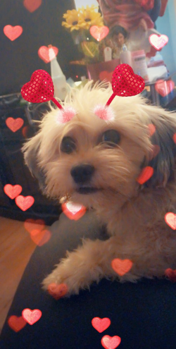 DoggyChanel_'s tweet photo. Meet little Bella! She’s barely 1 Year old🐶💜 https://t.co/LdKg68v7UG