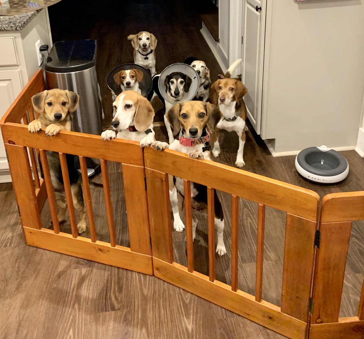 HaneyHounds's tweet photo. Hounds: “Mom, where are you going?!?!”
Me: “To the bathroom.”
Hounds: “Don’t leave us....”
Me: 🤦🏻‍♀️ https://t.co/muUrlWaMmx