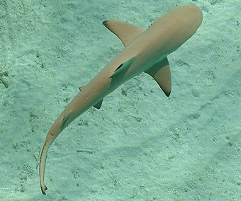 Springer Coral Reefs (@springercore) on Twitter photo Latest research from <a href="/SpringerCORE/">Springer Coral Reefs</a> by @Bouyoucos uses telemetry and mark-recapture to reveal very small home ranges of neontal blacktip reef sharks in French Polynesia rdcu.be/b4Urd Latest research from <a href="/SpringerCORE/">Springer Coral Reefs</a> by @Bouyoucos uses telemetry and mark-recapture to reveal very small home ranges of neontal blacktip reef sharks in French Polynesia rdcu.be/b4Urd