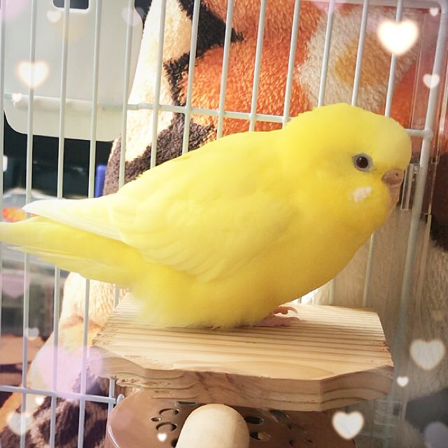 インコとオウムの日のtwitterイラスト検索結果