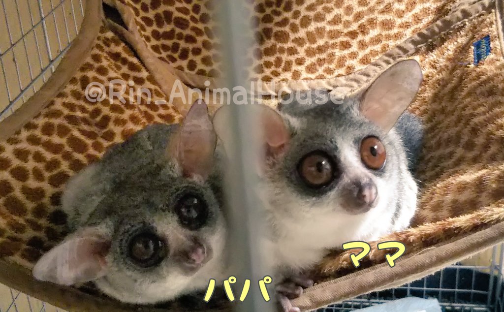 Animal House 凜 書き忘れておりました お値段のお問い合わせの際 男の子 女の子どちらかを明記くださいませ 姉弟になりますので 2匹まとめて同一の方への販売は出来ません ショウガラゴ 販売 Animal House 凜 書き忘れておりました お値段のお問い合わせの際 男の子 女の子どちらかを明記くださいませ 姉弟になりますので 2匹まとめて同一の方への販売は出来ません ショウガラゴ 販売