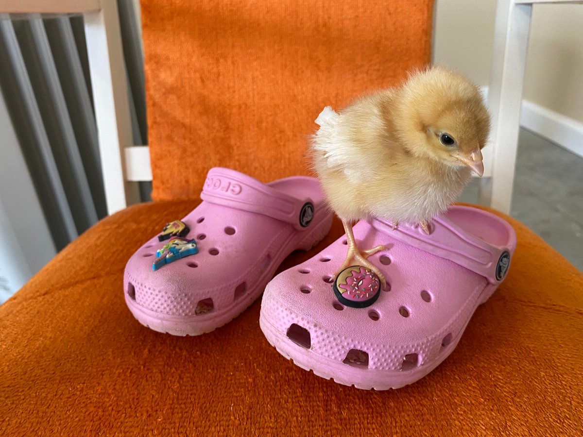 mochi crocs