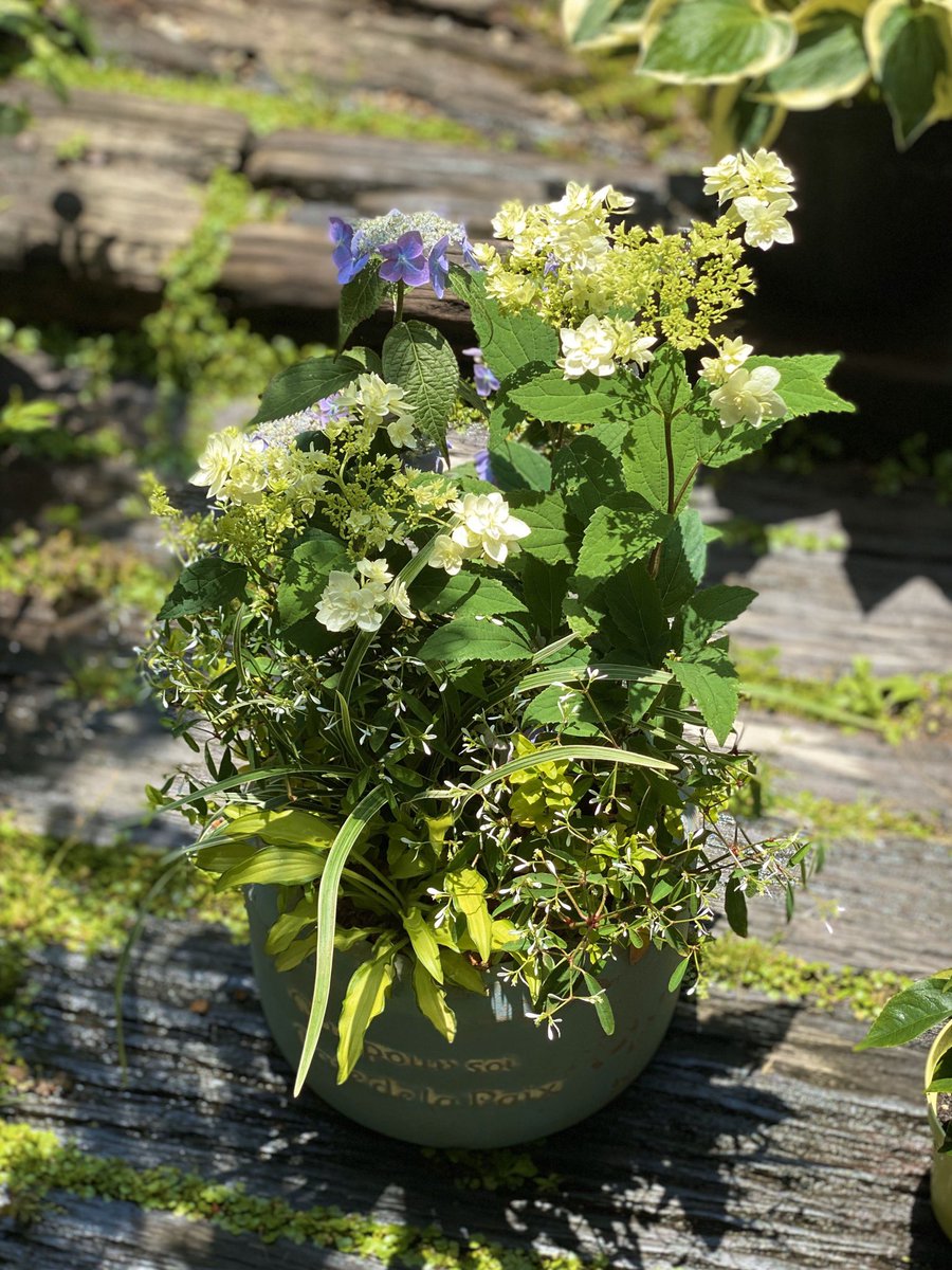 わたなべ花壇 入荷速報 あじさいの寄せ植え 色々 わたなべ花壇 わたなべ花壇 入荷速報 あじさいの寄せ植え 色々 わたなべ花壇