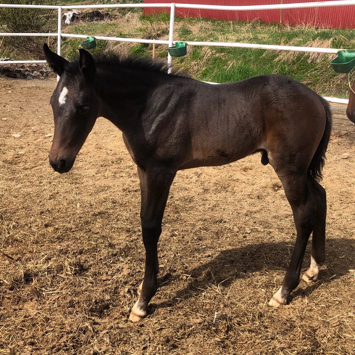zetstallions's tweet photo. Ännu en snygging efter Tobin Kronos 🤩👌 Stolt mamma är Feather W.F. #TobinKronos #zetstallions https://t.co/I7sjcOXzfr