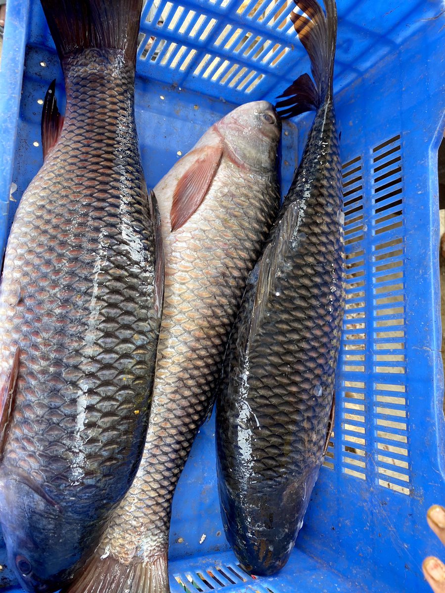 When u visit #NagarajunaSagar and don’t buy fresh caught 🎣 not possible .... 🐟 #Fresh #Rau #Big #Hyderabad #Telangana #foodie #Healthy #Goodforskin #Fisheries #Waterworld #Sagar