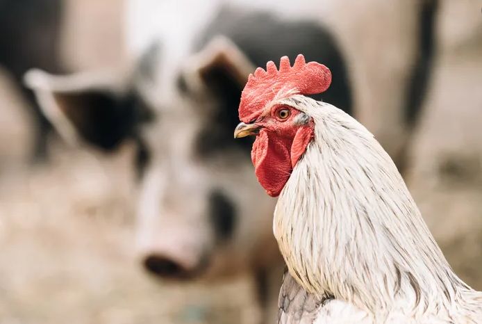AssetPathfinder's tweet photo. 🐖 🐑 🐄 🐓   Animal welfare is now the number 1 issue on Kiwi's minds when it comes to investing.

Care for Animal Rights? Align ethics and investing: https://t.co/mTFHeyiBDQ

#Pathfinder #FinancialPlanning #Wealth #Investment #Retirement #EthicalInvesting #SustainableInvesting https://t.co/tUuHiwSMgk