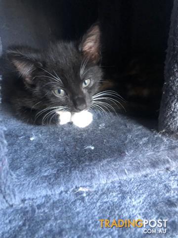 TradingPostcom's tweet image. Free kittens looking for their forever home. Click for more details tradingpost.com.au/Pets-And-Horse…