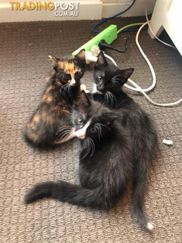 TradingPostcom's tweet image. Free kittens looking for their forever home. Click for more details tradingpost.com.au/Pets-And-Horse…