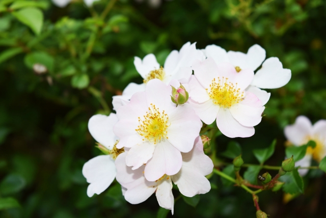 花葬儀 6月15日の誕生花 野バラ とげのある低木で 花は花径3 ほどの控えめながら 優雅で清らかな香りが魅力 花言葉は 才能 花葬儀 Polyantha Rose のいばら 才能 Photoac T Co Oqbyofn2pj T Co Upgeos4dgb