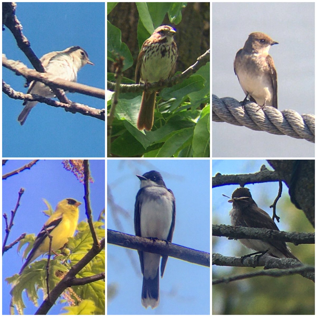 Ontario Place bird notes #33 | Warbling Vireos, Song Sparrows, Eastern Kingbird, Goldfinches, Northern Rough-winged Swallows, & nesting Eastern Phoebes. The Toronto  #FeministBirdClub birdathon for the Black Legal Action Centre continues: you can donate at  https://www.paypal.com/pools/c/8pQOSstvwg