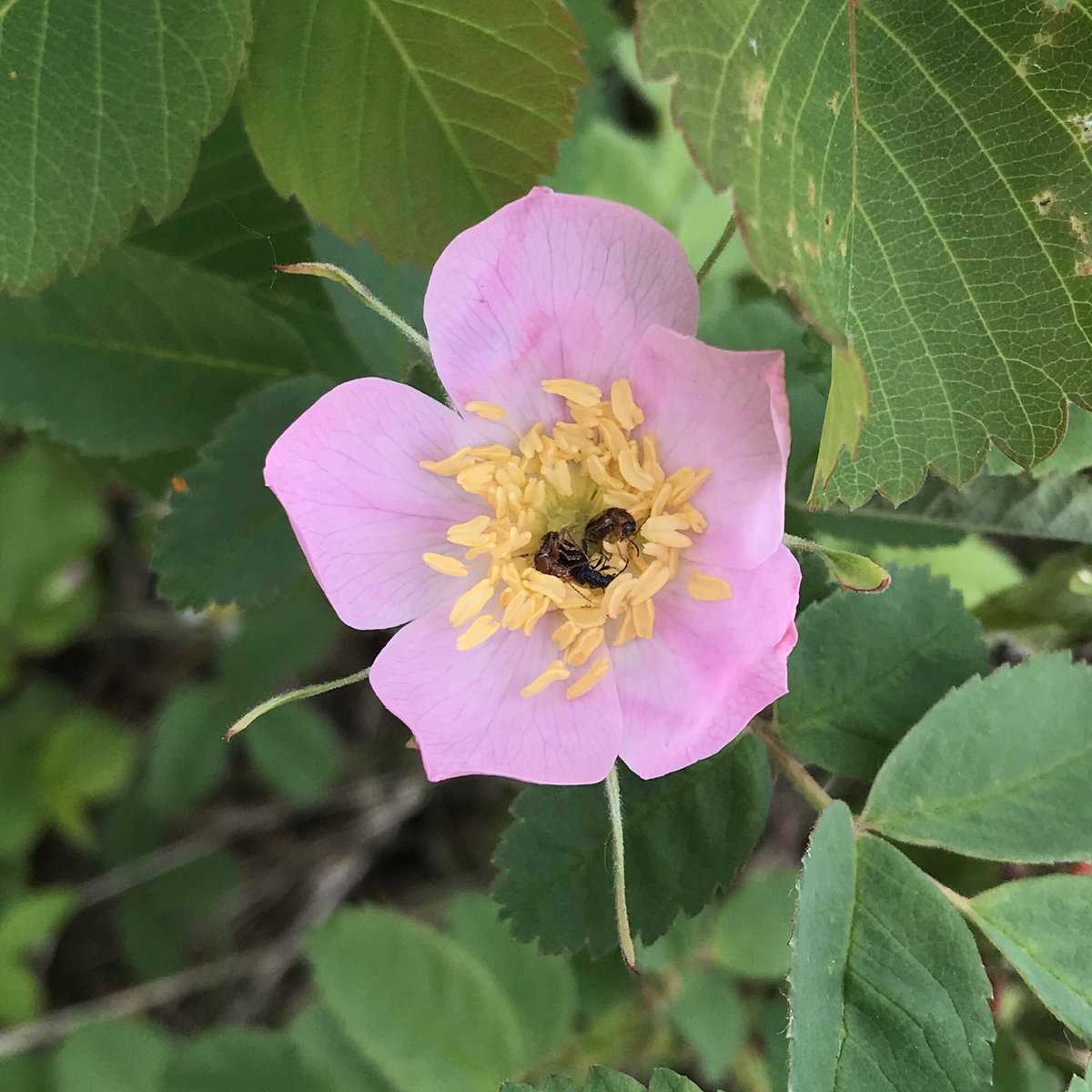 Dendritic_View's tweet photo. This Week’s Collection Of Random Wildflowers #TWCORW

#WildRose (plus a bug)
#CreamColouredVetchling
#NarrowLeavedPuccoon
#BunchBerry https://t.co/nLaQjKW5V8