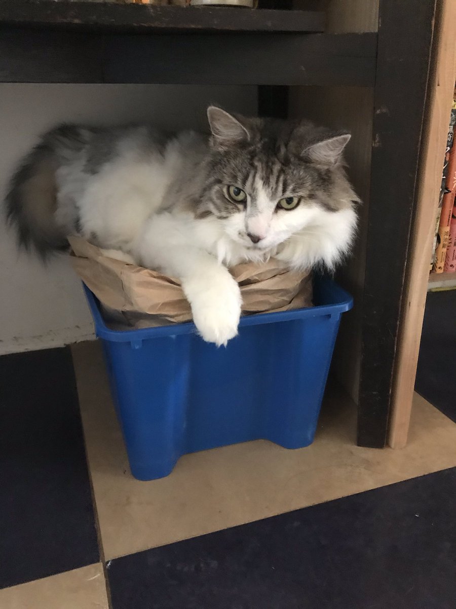 数少ないぼくの縄張りを死守するニャ 今日のマルオ メインクーン 山本マサユキ のイラスト