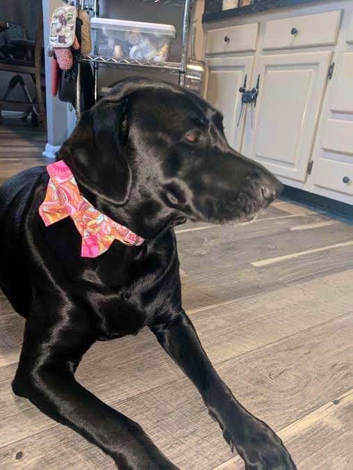 Treat your fur child to a handmade Will Power Dog Collar this summer! Check our selection of #WillPowerPets gear here!! #WillPowerTies #TiesWithAPurpose #FurryFriends 
willpowerties.com/collections/pu…