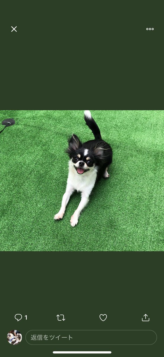 笑わない犬