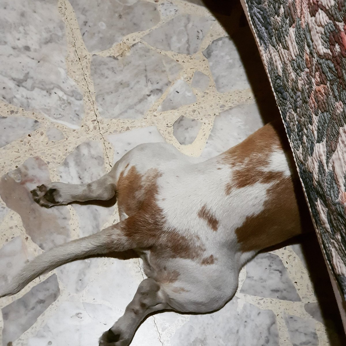 Quien es ese pokemon? ♥