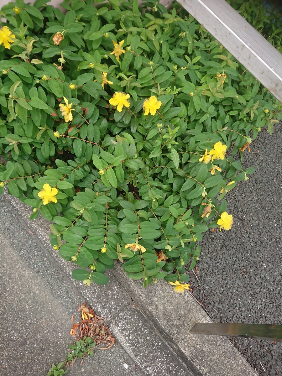 Lolo ロロカフェ 梅雨の晴れ間です 中央一丁目店と 紺屋町店の花壇です ヒペリカムって言うらしいです ちょっと種類が違うらしいです おしべが長くいっぱいあったりと 紺屋町店の方が好みです 悲しみは 続かないってのが 花言葉らしいです Lolo ロロカフェ 梅雨の晴れ間です 中央一丁目店と 紺屋町店の花壇です ヒペリカムって言うらしいです ちょっと種類が違うらしいです おしべが長くいっぱいあったりと 紺屋町店の方が好みです 悲しみは 続かないってのが 花言葉らしいです