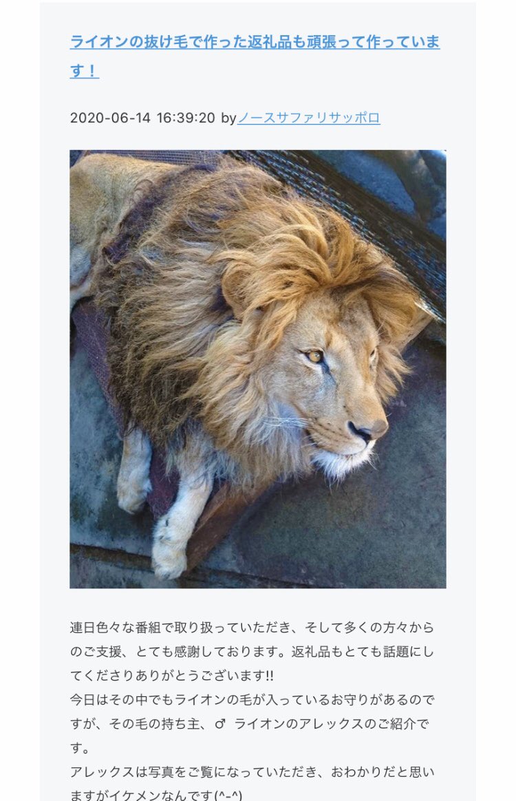 ノースサファリサッポロのクラファン返礼品「ライオンの毛お守り」の毛の主?だって!なるほどイケ獅子… 