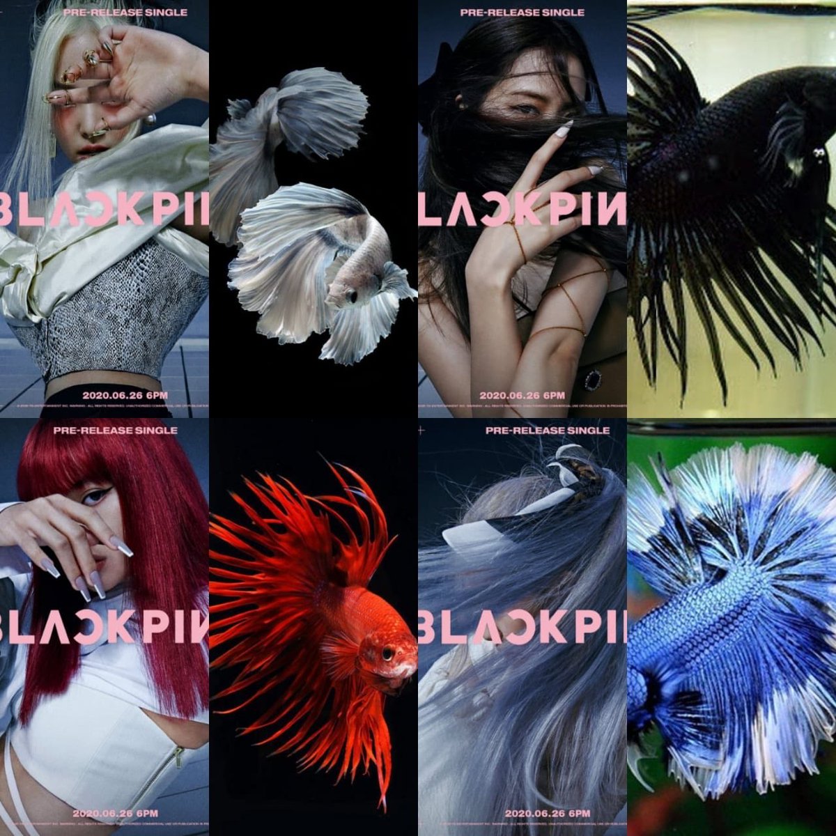 mylovembmb9397's tweet photo. อิทธิพลของblackpinkต่อหุ้นของYg
อิทธิพลของblackpinkต่อบลิ้งอิดิท
👍🤭🤣
#blackpink https://t.co/zLkLh9Qe76