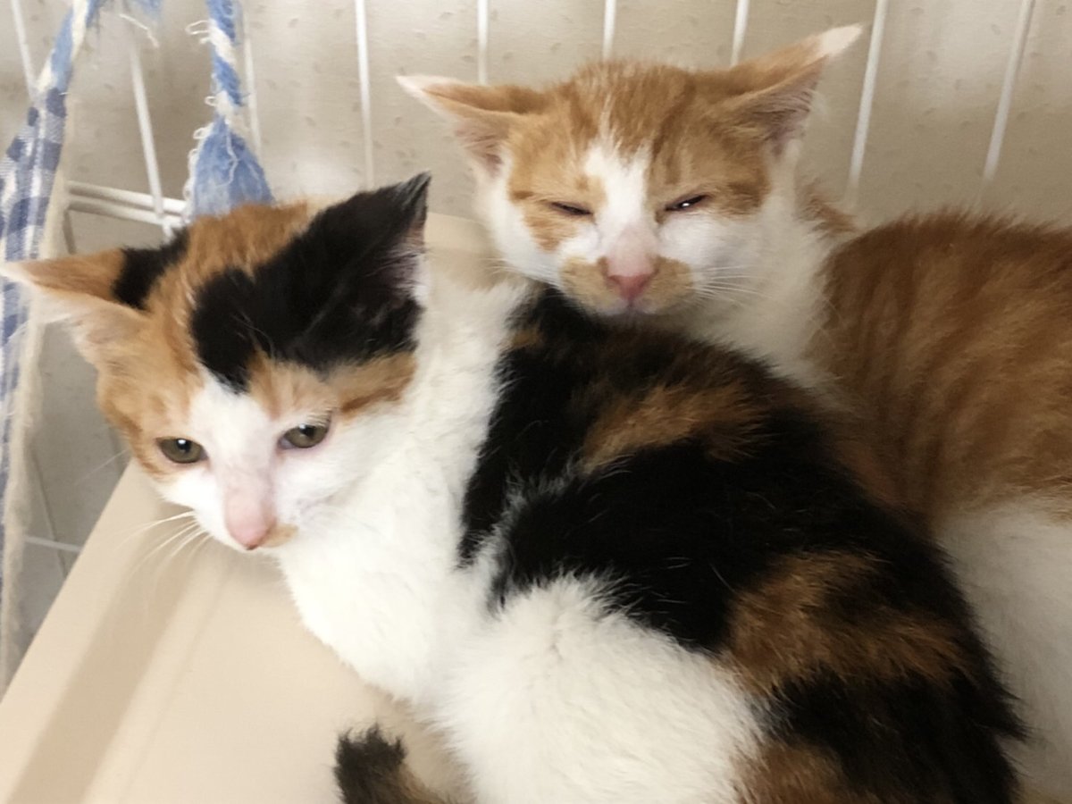 Npo法人地域猫管理協会 على تويتر 6 土 譲渡会参加猫ちゃんの紹介 三毛 メス 茶白 ブチ大 オス 茶白 ブチ中 メス 茶白 ブチなし オス 4生まれの兄妹 ノミマダニ寄生虫駆除済 初回ワクチン接種済 エイズ白血病陰性 茶白兄妹に1匹だけ三毛混じりです