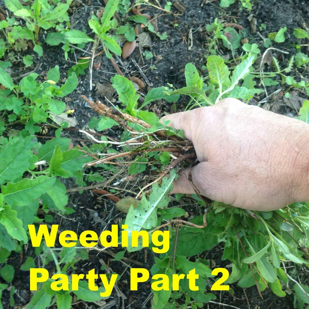 Last Thursday's social-distanced weeding party went so well, we are going to do it again this Tuesday at 7:00 pm.

If you have an hour or so Tuesday, June 16th at 7:00 p.m., come out to the club and pull some weeds and help get the club looking in top form.