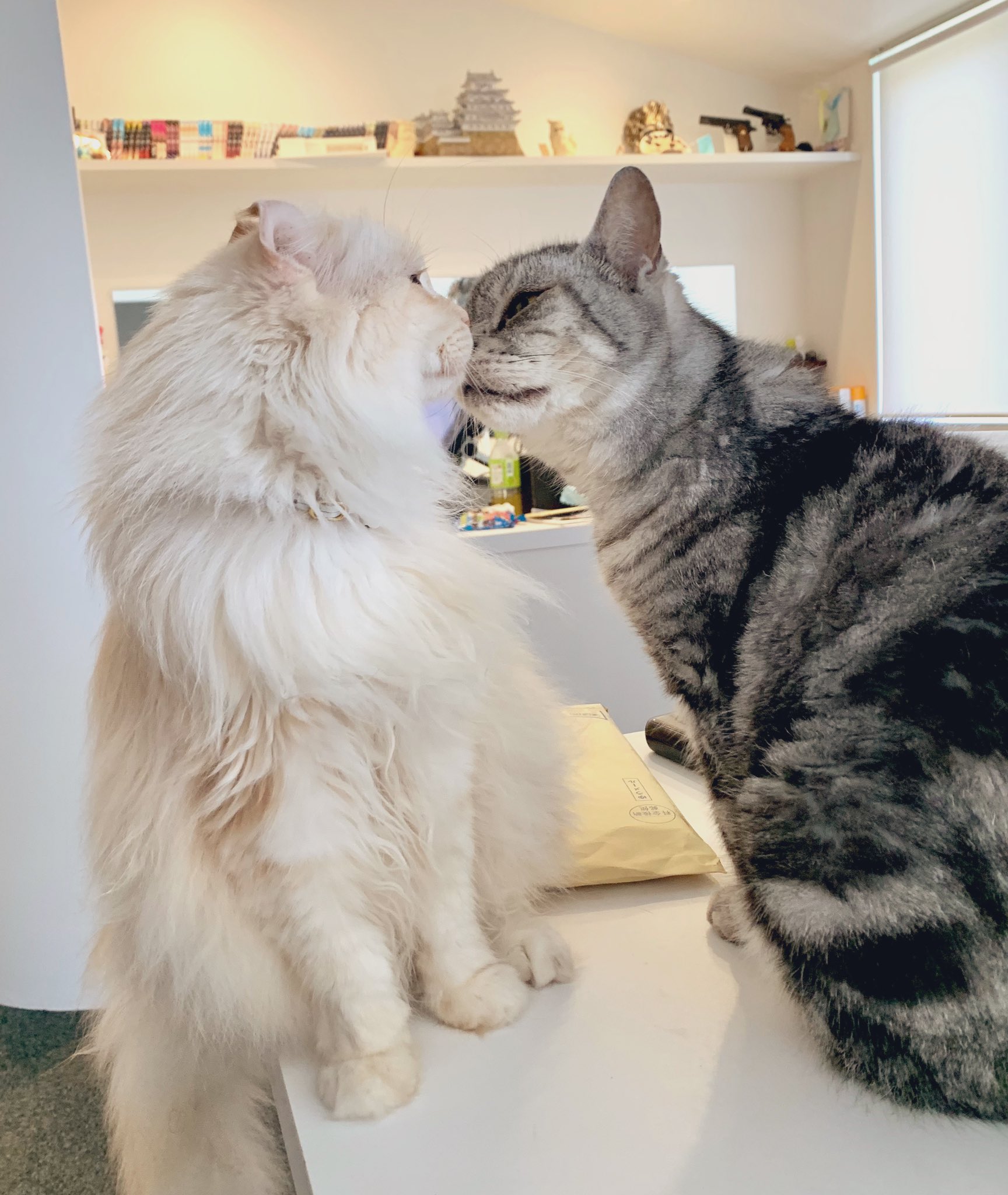 Non ネコだって嫌いな相手とは鼻チューしないのです T Co Cej5snokzy Twitter