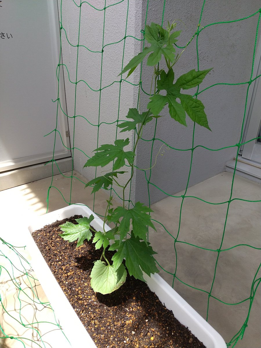 Uran Chan34 ゴーヤの苗セットを頂いたのをきっかけにベランダで育てています 育成15日目 すくすく延びてます 一度 摘心実施 はじめてのベランダ菜園 ゴーヤ 緑のカーテン