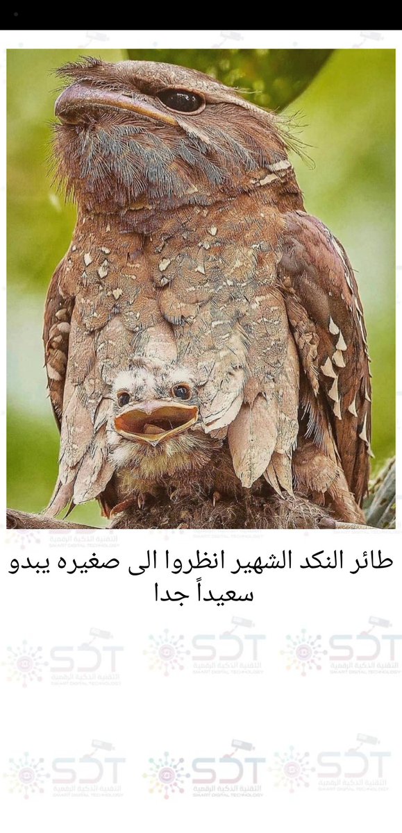 حسيت بالنكد كثر ما #اناظر فية. 😂😂
#محمد_بن_عبدالعزيز ، #فورتنايت #كاميرات_مراقبة #أمنية