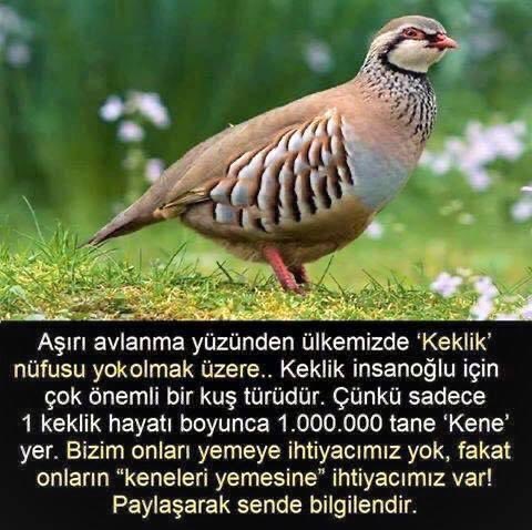 Av spor değildir. Onlarsız bu dünyada yaşaya bilmemiz mümkün değil. Onları avlayarak canımıza kastediyoruz.