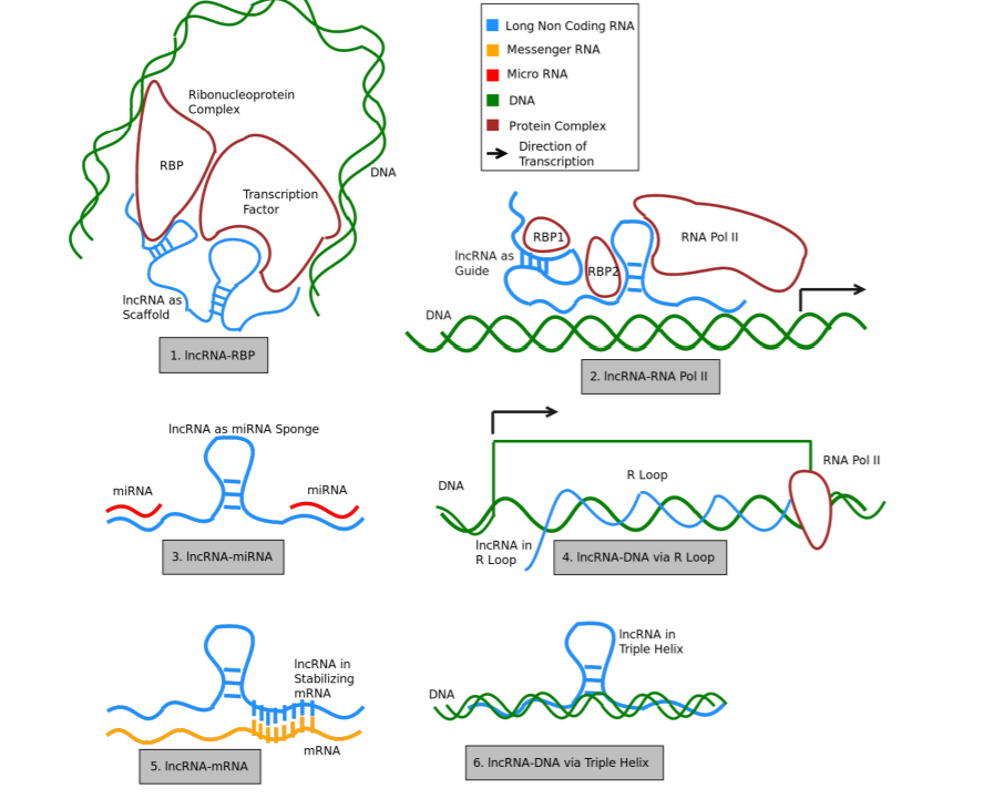 Белки и рнк входят. RNA Protein Complexes. Маскирование МРНК картинки. Standard RNA CODONTABLE. RNA turnover.