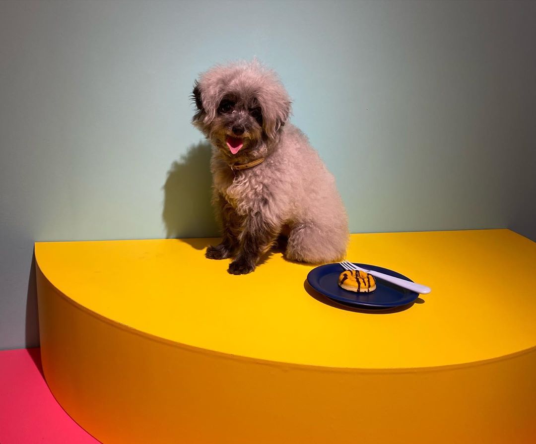 yulstagrm's tweet image. [INSTAGRAM CAROUSEL] yulyulk: 우리 두이🐶  두이용 도너츠 ♥️ #Dooe  #혁뚜네강아지카페 instagram.com/p/CBcPcMYp7jR/ (8P) #yulstagram