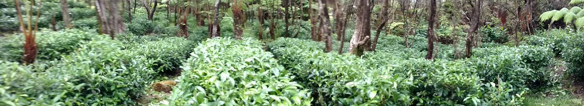 TeaAbbys's tweet photo. Trying to get my tea babies haircut. Producing some nice Benikaori Black tea from the Hawaiian rainforest. Now onto the Bohea. @TeaAbbys #kilaueablack #teababies https://t.co/GIUo1SCq9o
