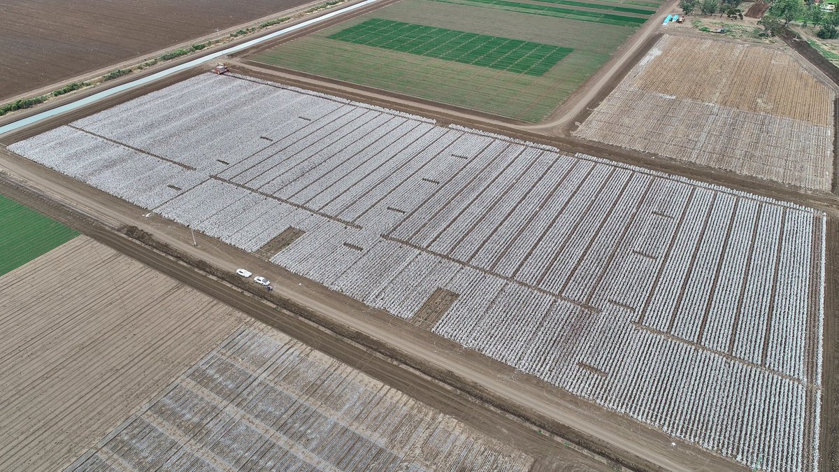 NSW_AGRONOMY's tweet photo. Cotton picking underway at ACRI, Narrabri - in the final year of the 4 year "More Profit from N" research project. Led by Graeme Schwenke, the project investigated strategies to improve cotton NUE. Great work @jonobaird &amp; team😀  @CottonResearch
 
Amazing photos 📸@MathewDunn19 https://t.co/m35xer2U17