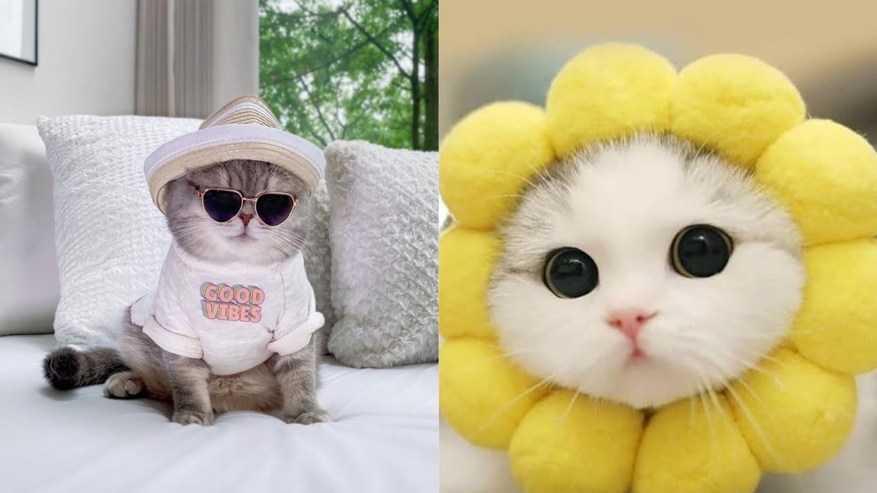 تويتر Meow Moe على تويتر: