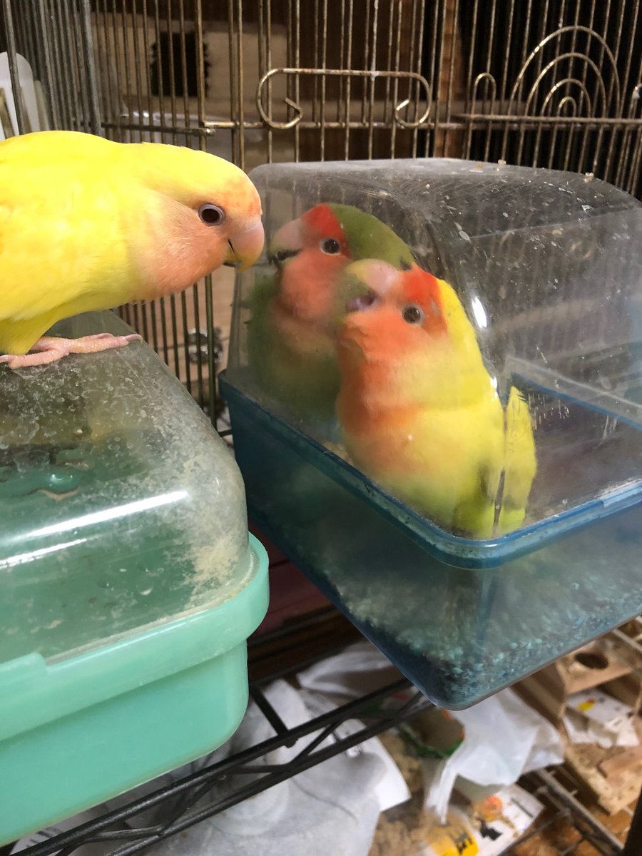 鳥ゴモク コザクラのヒナさん 久しぶりに里帰りで両親と再会 今日まで親元から5mも離れたケージで一人暮らしでした コザクラインコ 里帰り 感動の再会 鳥ゴモク コザクラのヒナさん 久しぶりに里帰りで両親と再会 今日まで親元から5mも離れたケージで一人暮らしでした コザクラインコ 里帰り 感動の再会