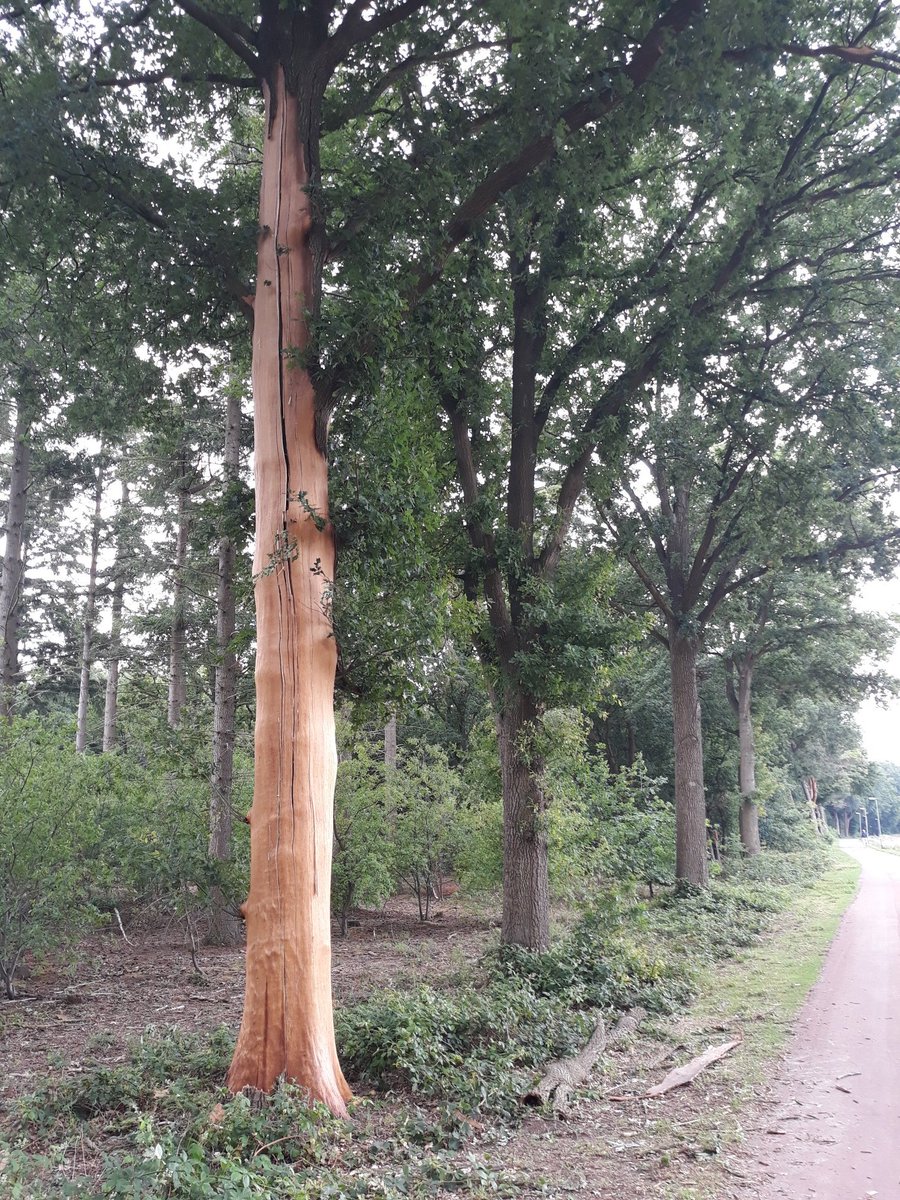 Grubbenvorst langs fietspad, Inlandse Eik getroffen door de bliksem, van onder tot boven geheel opengescheurd, ongekend natuurgeweld.
