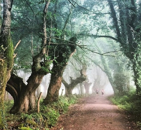 El #CaminodeSantiago desde #Sarria es una de las rutas más famosas del #CaminoFrancés. Te detallamos las etapas de este trayecto, alojamientos, nivel de dificultad y consejos de qué ver y hacer. bit.ly/2HEV5nc
📷 galgatravel