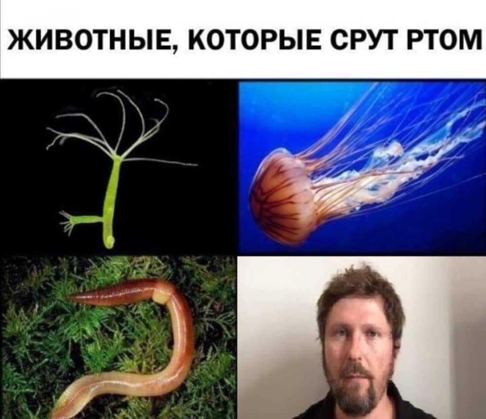Справа Стерненка. Повний бєспрєдєл: тітушки, Беркут, Шарій - Цензор.НЕТ 3798