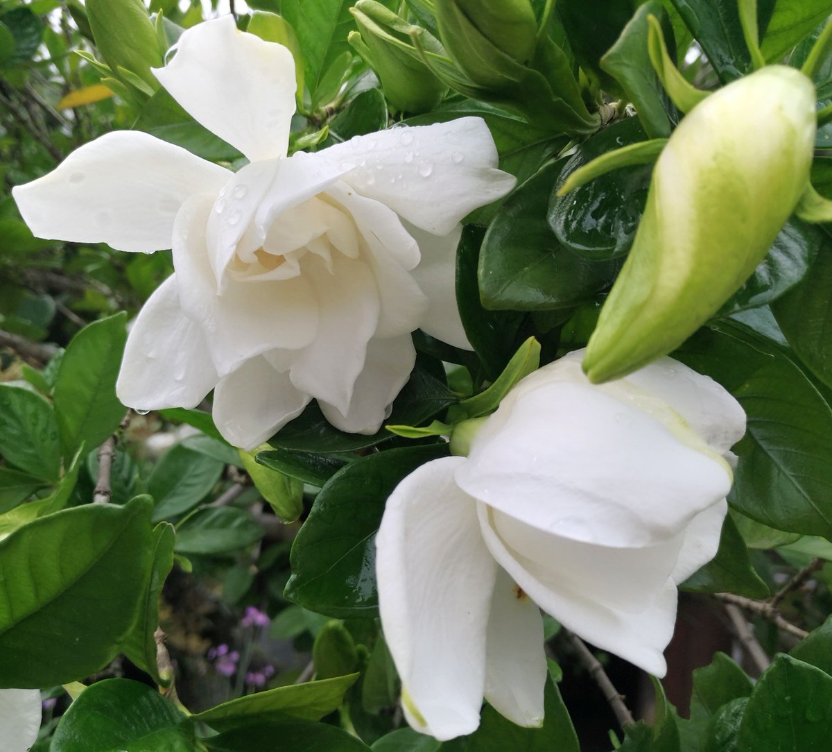 こころんグリーン على تويتر 知人宅の庭に 八重咲のクチナシの花が咲いていました 独特の良い香りがしてきます かなり大きな木になっています クチナシ 八重咲 良い香 初夏の花 初夏 園芸品種 園芸 ガーデニング 熊本 熊本県菊池郡大津町 T