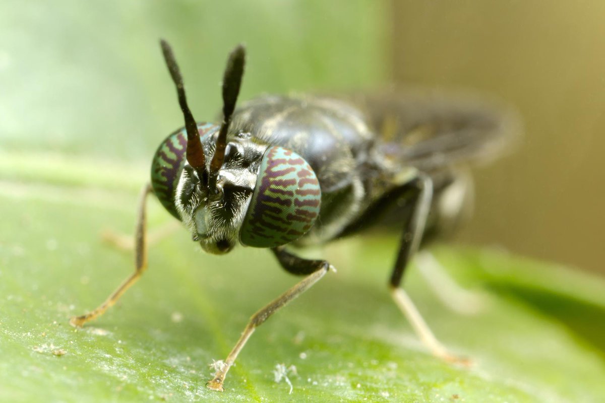 Insects in feed: Sector ready to upscale
ow.ly/JCSO50A7KKS

#insects #Blacksoldierfly #animalfeed #newproteins #AllAboutFeed