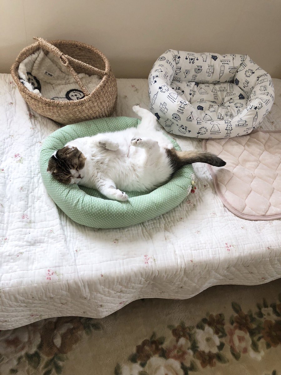 O Xrhsths たんぽぽ Sto Twitter Youtubeに新しい動画をアップしました 今回は 手作り猫ベッドの作り方大公開です 動画の最後の方でベッドの順番待ちしてるたっくんのションボリ姿が 手作り猫ベッド 猫をダメにする猫ベットを作ったらすぐにダメになって