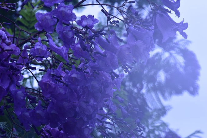 ジャカランダのtwitterイラスト検索結果