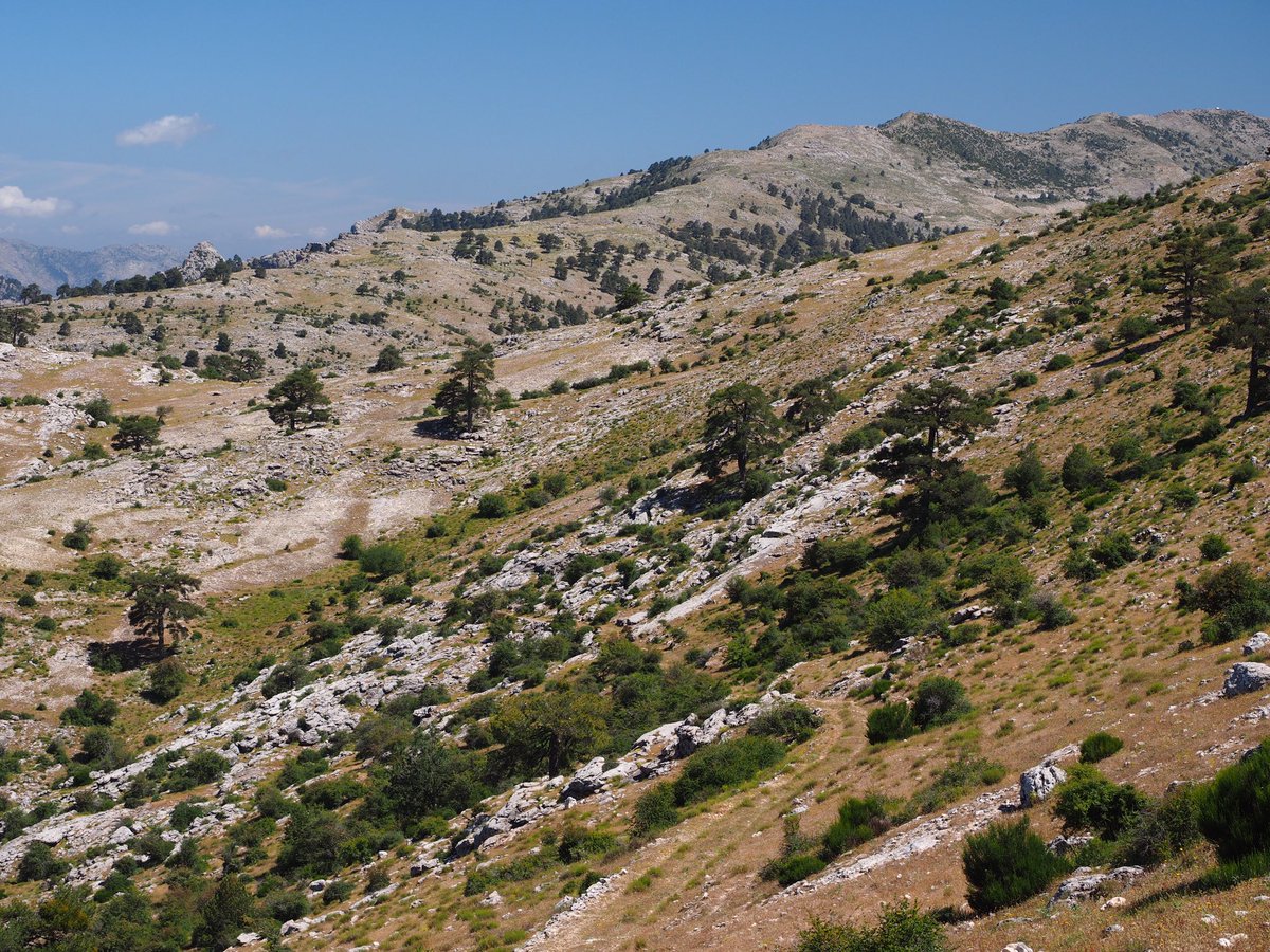 jcozar1's tweet photo. BTT Pinar Negro y los Charcones, Santiago-Pontones, Sierra de Segura, Jaén. 14/6/2020
#santiagopontones #sierradesegura #jaen https://t.co/WhqigtWMRF