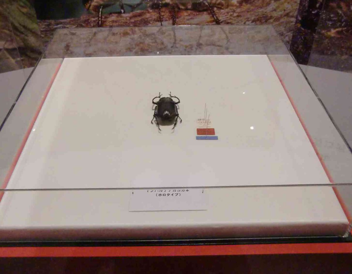 ヤンバルテナガコガネ 国立科学博物館 夏休み向けの特別展「昆虫」が13日、国立科学博物…：特別展「昆虫