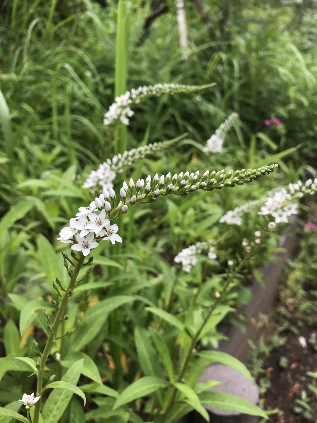 調布市 野草園の花情報 野草園では オカトラノオ 丘虎の尾 が見ごろとなっています 一方に偏って白い小さな花 をびっしりつけ 傾いた長い花穂を虎のしっぽに例えたものといいます 花言葉は 忠実 貞操 清純な心 T Co Hvztecjxfl