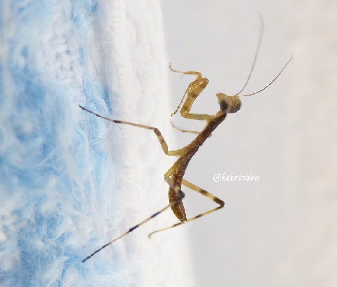 カマキリのtwitterイラスト検索結果 カマキリのtwitterイラスト検索結果