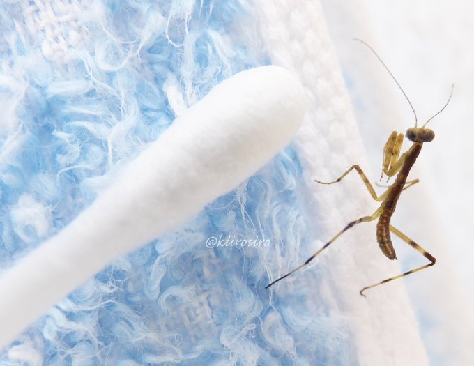 カマキリのtwitterイラスト検索結果 カマキリのtwitterイラスト検索結果