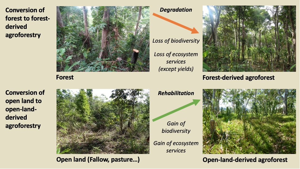 6/12 Why?Forest-derived agroforests degrade tropical forestsOpen-land-derived agroforests typically rehabilitate historically forested open land.So the effect is contrary depending on land-use history!