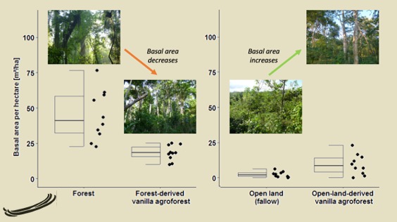 7/12 We exemplify this using data from the  @Diversity_Turn  #vanilla agroforest plots in  #Madagascar. Basal area decreases when forest-derived agroforests are established, but increases when fallow land is converted into open-land-derived agroforest.Data by  @osen_kristina